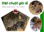 anh dai dien