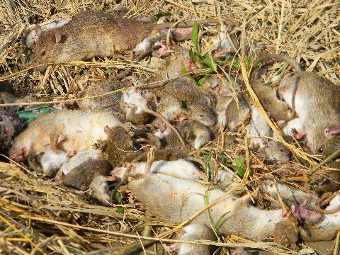 Những lưu ý trong quá trình trộn thuốc để diệt chuột